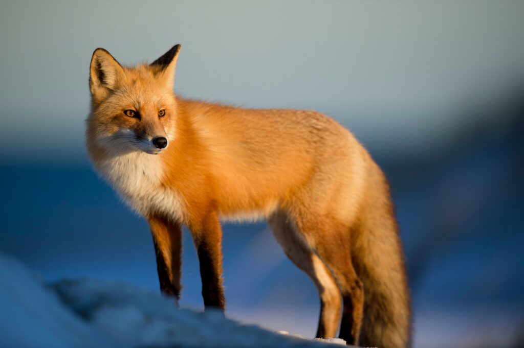 Lessons About Facing Emotions From a Standoff With a Fox